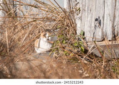 La mirada de un gato mirándote desde la hierba.