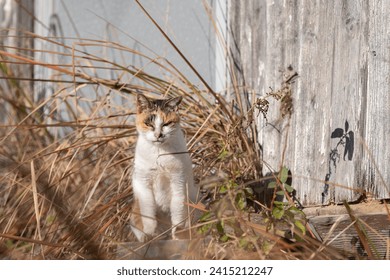 La mirada de un gato mirándote desde la hierba.