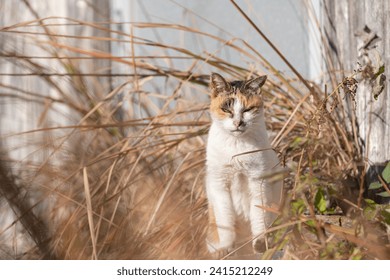 La mirada de un gato mirándote desde la hierba.