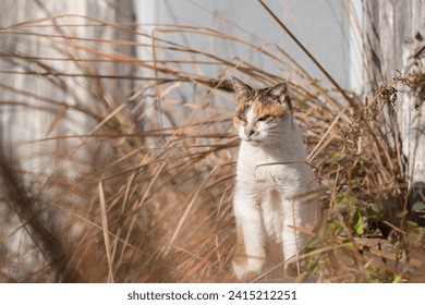 La mirada de un gato mirándote desde la hierba.