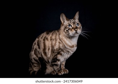 Gatto del Bengala delle nevi, sfondo nero. Guardando verso destra. Gatto del Bengala maculato e a rosette.