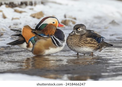 Paar Mandarinente (Aix galericulata) im winter
