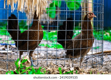 fighting chickens at the chicken farm, they are prepared for bloody battles for hundreds of millions of Vietnamese dong.
Three chickens standing on a patch of grass in the snow during winter.