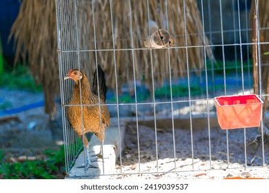 fighting chickens at the chicken farm, they are prepared for bloody battles for hundreds of millions of Vietnamese dong.
Three chickens standing on a patch of grass in the snow during winter.