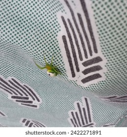 Maravilhas de oito pernas, tecendo as maravilhas da natureza.