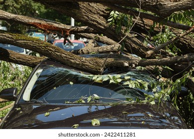 Car destroyed under fallen tree after big storm