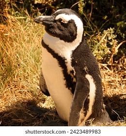 Pinguin อยู่ใน der Sonne und genießt