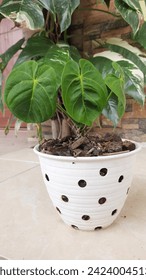 Anthurium plant called Dark Phoenix.