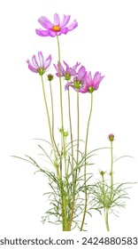 beautiful cosmos bipinnatus flower isolated on white background