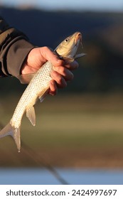 Pesce fresco Golden Brabus tenuto in mano sullo sfondo della natura