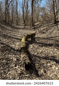 Palo drvo u parku Shelby Farms u blizini Memphisa, Tennessee