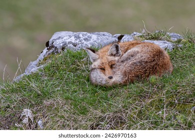 Fuchs schläft im Berg