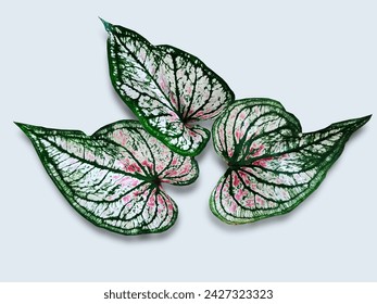 ต้นกาลาเดียมออกดอกแยกอยู่บนพื้นหลังสีขาว วงศ์ Araceae ชื่อสามัญคือหูช้าง หัวใจของพระเยซู และปีกนางฟ้า ซึ่งเป็นต้นไม้ดั้งเดิมของอเมริกาใต้