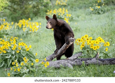Jonge zwarte beer (ursus americanus), anderhalf jaar oud, in gevangenschap, tussen pijlbladbalsemwortel, dieren van Montana, Bozeman, Montana, Verenigde Staten van Amerika, Noord-Amerika