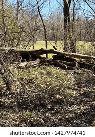 Palo drvo. Shelby Farms Park. februar 2024