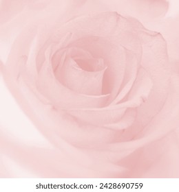 Simfonija mekog rumenila, živahne fuksije i prašnjavo ljubičaste boje - zaronite u svijet oslikan "Baby Pink", "Hot Magenta" i "Watermelon Pink". Zamislite "Rosewood Pink" šapuće i "Orchid Pink" snove