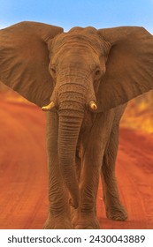 Vooraanzicht van volwassen Afrikaanse olifant, onderdeel van de Big Five, staand op rood zand. Game drive safari in Madikwe Game Reserve, Zuid-Afrika, nabij Botswana en Kalahari woestijn. Verticaal schot.