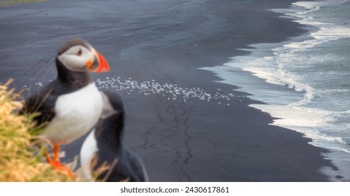 Grupp vu Mier am Fluch iwwer eng schwaarz Plage an Island - Atlantik Puffins (Fratercula arctica) op engem Fiels - Reynisfjara schwaarze Sandstrand, no beim Duerf Vik, Island