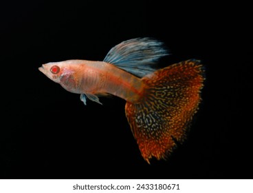 Albino gupi kraljevske kobre (Poecilia reticulata) izoliran na crnoj pozadini.