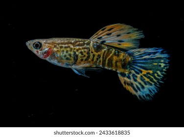Žuta tigrasta kobra kraljevski guppy (Poecilia reticulata) izolirana na crnoj pozadini.
