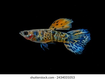Žuta tigrasta kobra kraljevski guppy (Poecilia reticulata) izolirana na crnoj pozadini.
