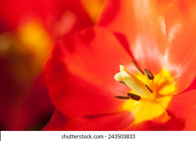 Schließen Sie herauf Makro schöne rote Tulpenblume