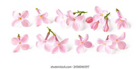 Set van zachtroze lila bloemen geïsoleerd op een witte achtergrond.