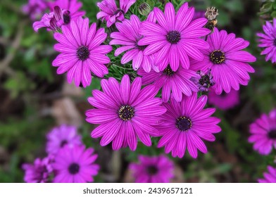 flores de margarita del cabo de color rosa y morado