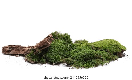 Green moss and old rotten tree isolated on white background and texture
