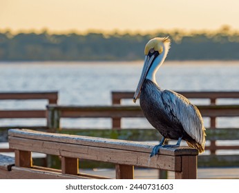 pellicano bruno americano con piumaggio giallo da riproduzione seduto su un molo da pesca al tramonto