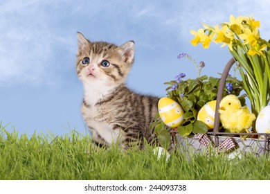 Katzen, Ostern, mit Narzissen auf Gras mit blauem Himmel