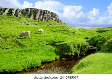 Isle of Skye, Scotland. Sheep grazing along a stream in the green landscape of the highlands.