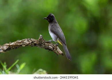 The Arabian nightingale is a resident and songbird species from the Arabian nightingale family, living in the Atlas Mountains and Egypt.