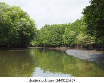Linda floresta de manguezal na Ásia. Floresta no fundo do estuário do rio. Cena de filme de aventura.