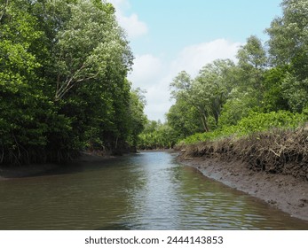 Linda floresta de manguezal na Ásia. Floresta no fundo do estuário do rio. Cena de filme de aventura.