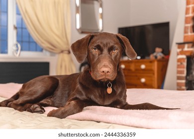 Coco, our 5 month old Chocolate Labrador Retriever puppy, has discovered the joy of laying on the bed and looks to be very pleased with herself.