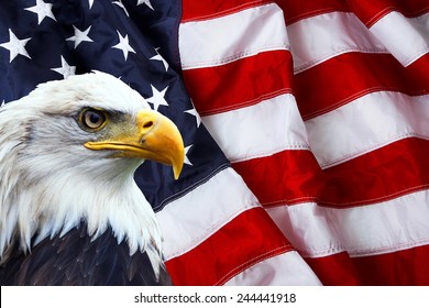 Águila calva norteamericana en la bandera americana