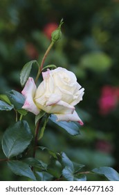 Gentle yellow color with pink blush Modern Shrub Rose Music Box flowers in a garden in June 2023