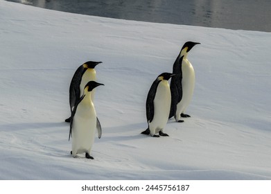 empat penguin kaisar berdiri di atas salju, memperlihatkan dada mereka yang berbulu mengilap.