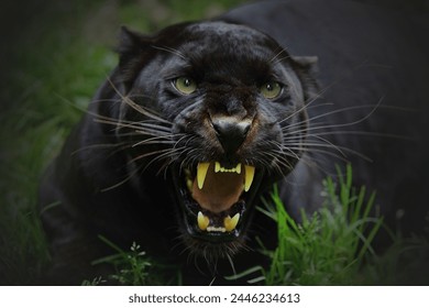 Leopardo negro gruñendo, cara de pantera negra, cara de jaguar negro, pantera leopardo negra