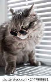 Hermoso gato doméstico gris con gafas de sol negras sentado en el alféizar de una ventana en un día soleado. El lindo gato disfruta del sol. Mirando hacia otro lado.