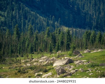 Large forest area in a mountain valley. Mountain forest lands, national reserve. Big mountain valley with an evergreen forest. Perfect summer image for wall, screen, artwork.