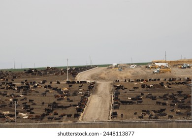 Granja de vacas de Dodge City, Kansas en un día frío y triste.