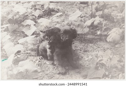 古いビンテージ写真に写っている子猫と子犬。写真は 1980 年代頃にウクライナで撮影されました。