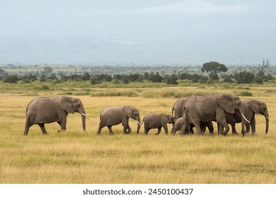 Olifant in het stofpoeder in Amboseli National Park Kenia
