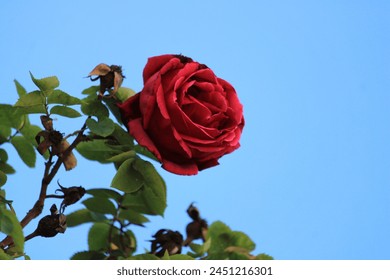 Rout Rous mat bloen Himmel Hannergrond, Arguisuelas, Spuenien