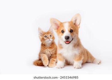 Cute Welsh corgi puppy and a red kitten sit together on a white background. isolated on a white background