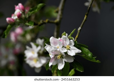 Primo piano nel bellissimo giardino. Fiori di melo bianchi e rosa sul ramo contro uno sfondo grigio latte.
