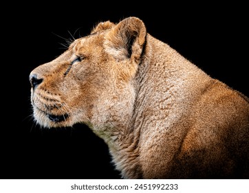 A closeup photo of a lioness profile on a black background