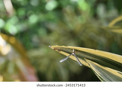 Vista dorsal de un insecto saltamontes de forma única con alas levantadas que pertenece al género Zoraida y que se posa en la punta de una hoja abigarrada de una canción de la India (Dracaena reflexa)